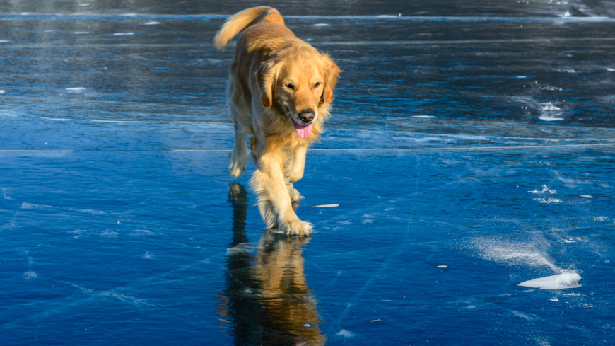 Utan koppel på isen riskerar du din hunds liv genom att försvåra för en räddningsinsats om hunden skulle gå igenom isen. Foto: Shutterstock
